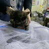里親様急募！可愛いサビちゃんです！ サムネイル3