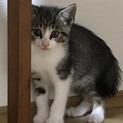 ハチワレかぎしっぽ猫ちゃん♂