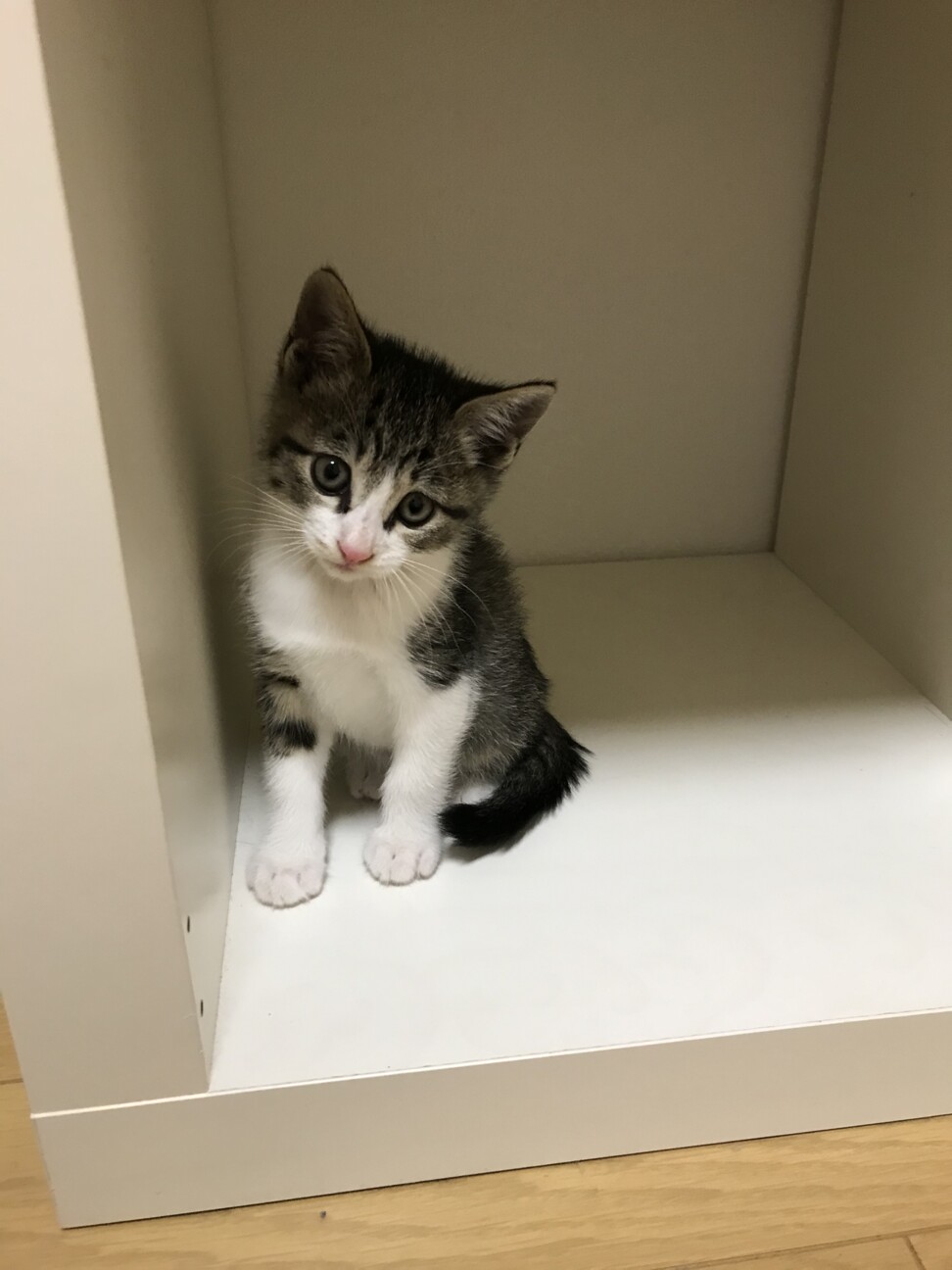 ハチワレかぎしっぽ猫ちゃん 愛知県 猫の里親募集 ペットのおうち 月間利用者150万人