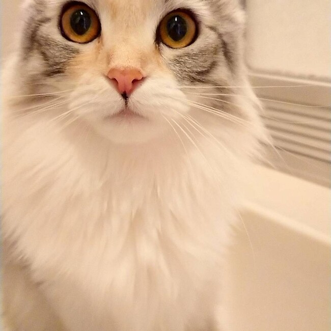 はせぴいのカバー写真