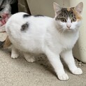 野良猫の子猫ちゃん。美しい目が特徴の女の子です。