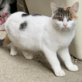 野良猫の子猫ちゃん。美しい目が特徴の女の子です。