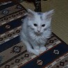 里親決定いたしました。ありがとうございました。 サムネイル5