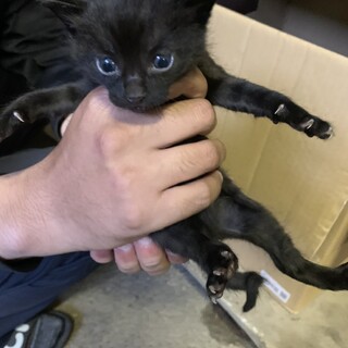 子猫の里親募集中！