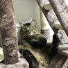 ゆうこな