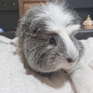 至急！ｸﾚｽﾃｯﾄﾞﾓﾙﾓｯﾄ(ｵｽ生後約半年)