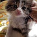 終生飼える方求む
