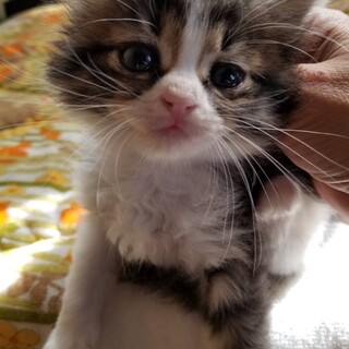 終生飼える方求む