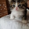 終生飼える方求む サムネイル2