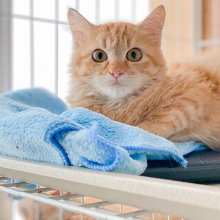 ＊とても愛らしいモフモフの茶トラ♂ポッケくん＊