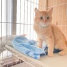 ＊とても愛らしいモフモフの茶トラ♂ポッケくん＊ サムネイル4