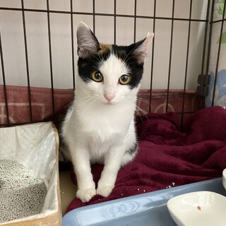 三毛猫　約生後２ヶ月の女の子！