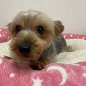 ヨークシャテリアこうめちゃん【里親募集一時停止】