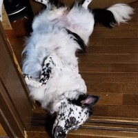 シュリ―