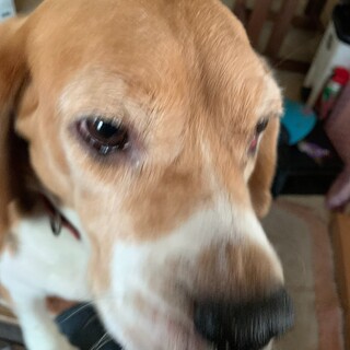 ビーグル　4歳　♂ くぅちゃん