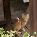 家族として大切にしてくださる方を募集します！