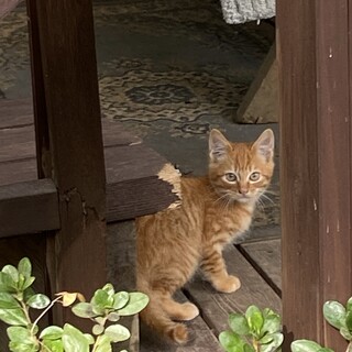 家族として大切にしてくださる方を募集します！