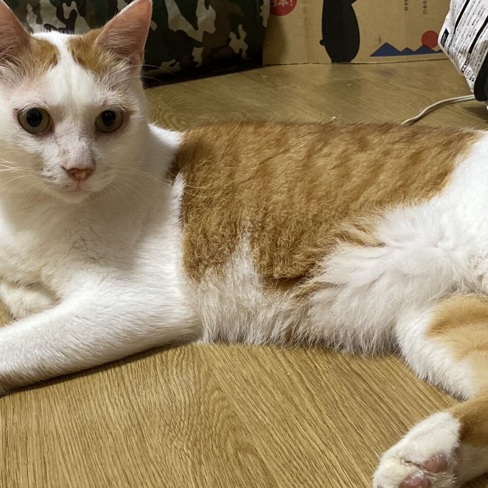 きゃらめるのカバー写真