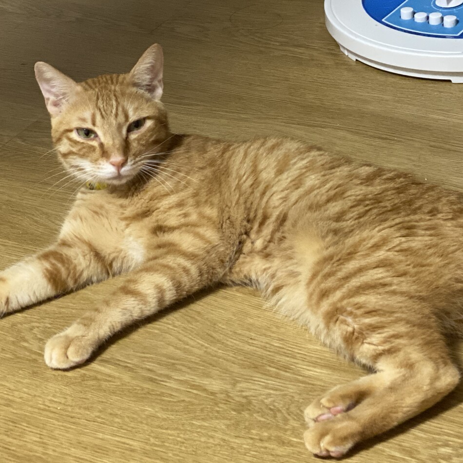 りゅうのカバー写真