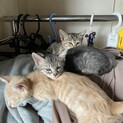 人懐こい可愛いい3匹姉妹です
