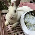 ミニレッキス メス　ネザー系ミニうさぎ　メス