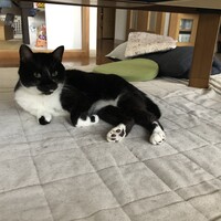 トム