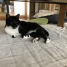 トム