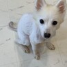 【小平市】ベッタリ甘えん坊スピッツのユリちゃん サムネイル2