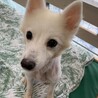 【小平市】ベッタリ甘えん坊スピッツのユリちゃん サムネイル3