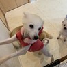 【小平市】ベッタリ甘えん坊スピッツのユリちゃん サムネイル4