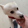 【小平市】ベッタリ甘えん坊スピッツのユリちゃん サムネイル5