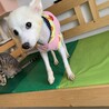 【小平市】ベッタリ甘えん坊スピッツのユリちゃん サムネイル6