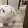 しろ