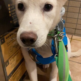 ウィズくん家庭犬として頑張り中⭐︎家族を探してます