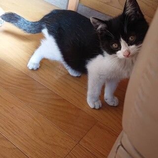 子猫３匹の代理募集です。