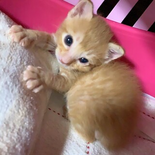 ひとりぼっちの茶トラくん