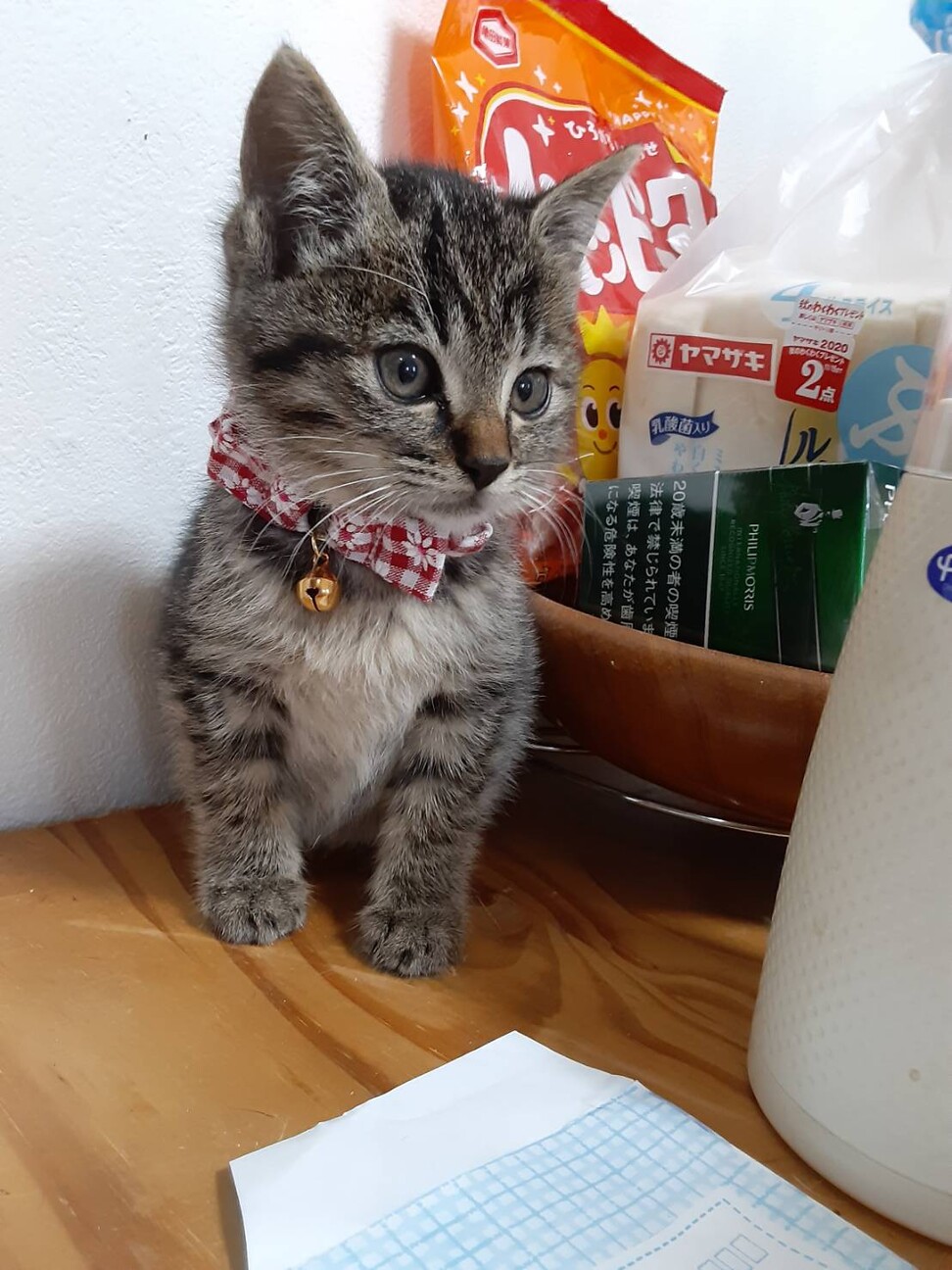 【お話し中です】生後2ヶ月の子猫♀の里親募集 サムネイル1