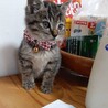 【お話し中です】生後2ヶ月の子猫♀の里親募集 サムネイル1