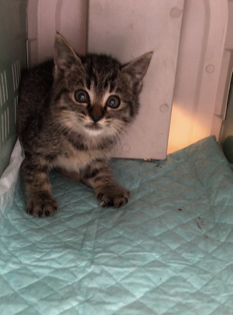 【お話し中です】生後2ヶ月の子猫♀の里親募集 サムネイル2