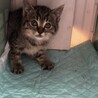 【お話し中です】生後2ヶ月の子猫♀の里親募集 サムネイル2