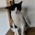 人馴れしてます！元気なハチワレ5月8日生まれ