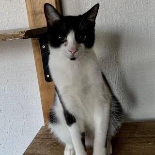 人馴れしてます！元気なハチワレ5月8日生まれ