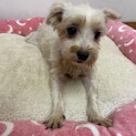 マルチーズ　ゆりちゃん　里親募集中