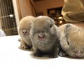 ウサギさん　生後1ヶ月