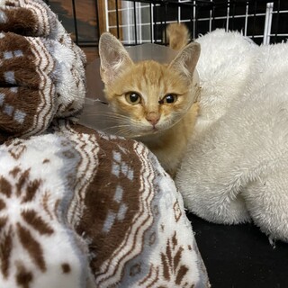 骨折した子猫。ハンディのある子の里親さん募集
