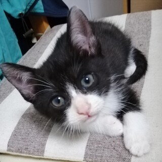 キュートなハチワレくん♥