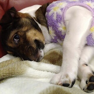 【トライアルに入ります】ミルクから育てた子犬