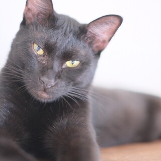 多頭飼育現場からレスキューです
