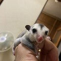 フクロモモンガの里親募集