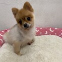 ポメラニアン　アルちゃん　里親募集